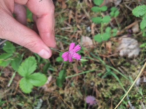 Maiden Pink