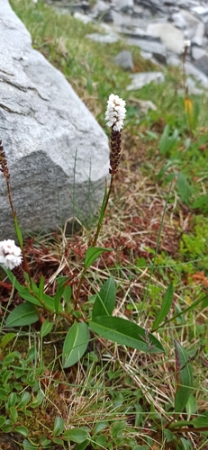 alpine bistort
