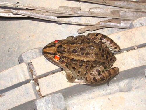 Miranda's White-lipped Frog
