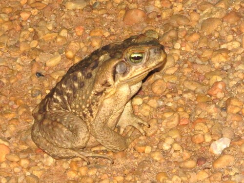 Cururu Toad