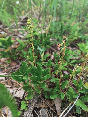 one-sided wintergreen