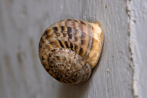 Chocolate-band Snail