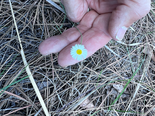 running fleabane