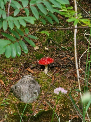 Fly Agaric