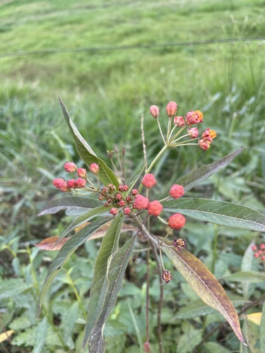 tropical milkweed