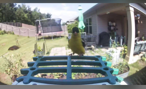 American Goldfinch