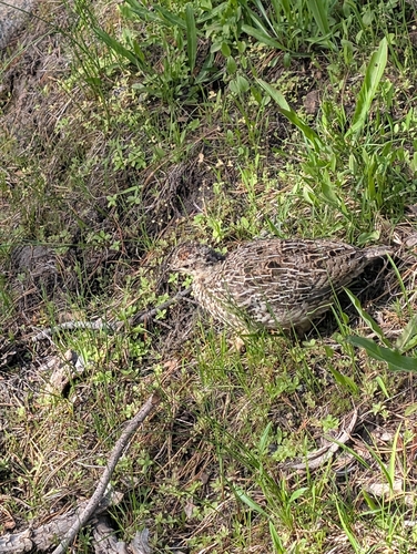 iNaturalist observation photo of Sooty Grouse