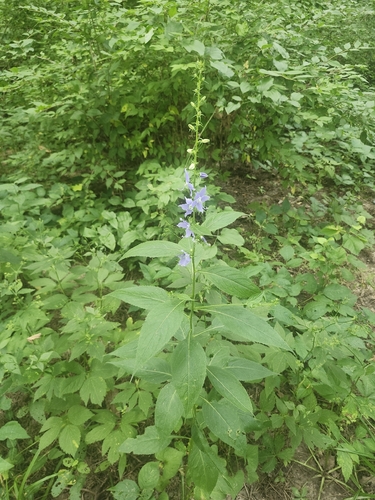 tall bellflower