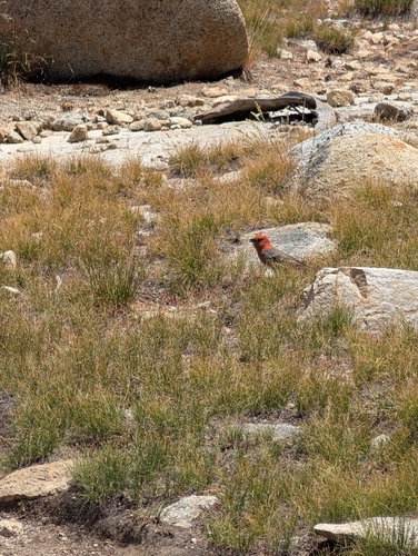 iNaturalist observation photo of House Finch
