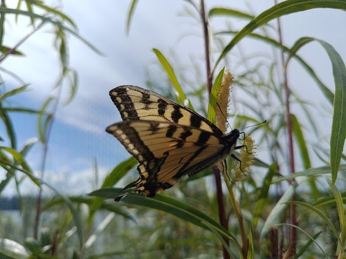 Canadian Tiger Swallowtail
