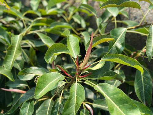 Grey fig (Ficus lacor)