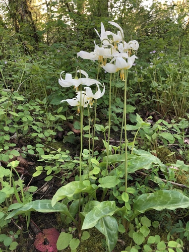 giant white fawn lily