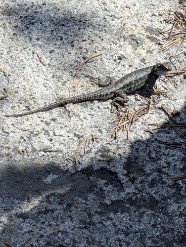 iNaturalist observation photo of Western Fence Lizard