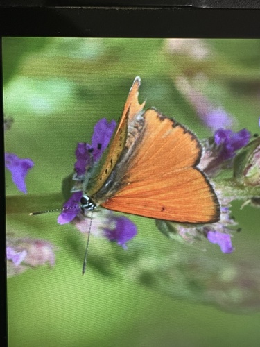 Large Copper