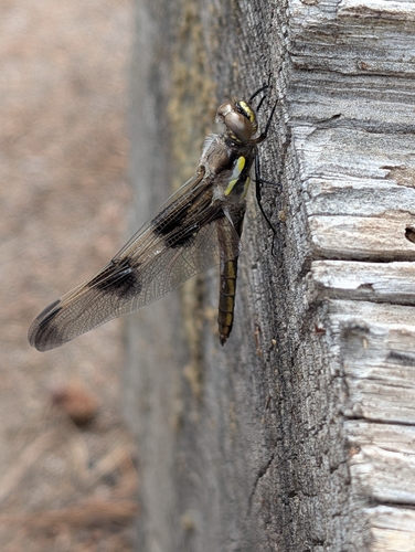 iNaturalist observation photo of Twelve-spotted Skimmer