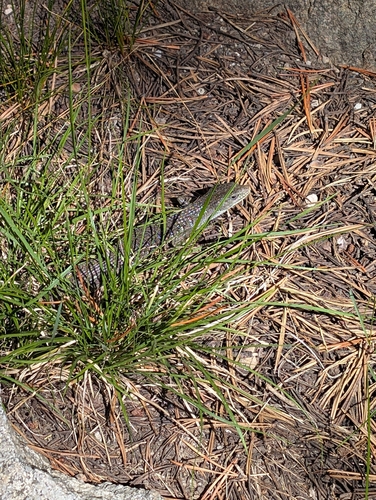 iNaturalist observation photo of Northern Alligator Lizard