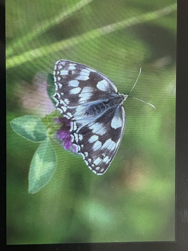 Marbled White