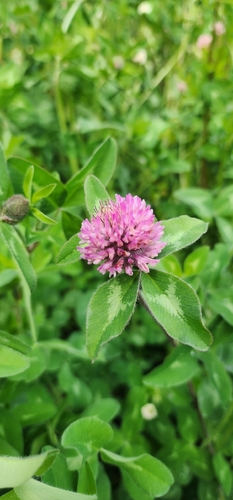 Red Clover