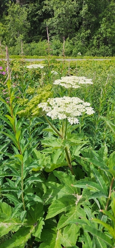 common cowparsnip