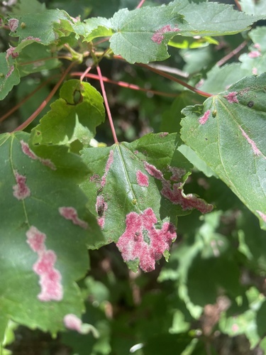 Aculus minutissimus