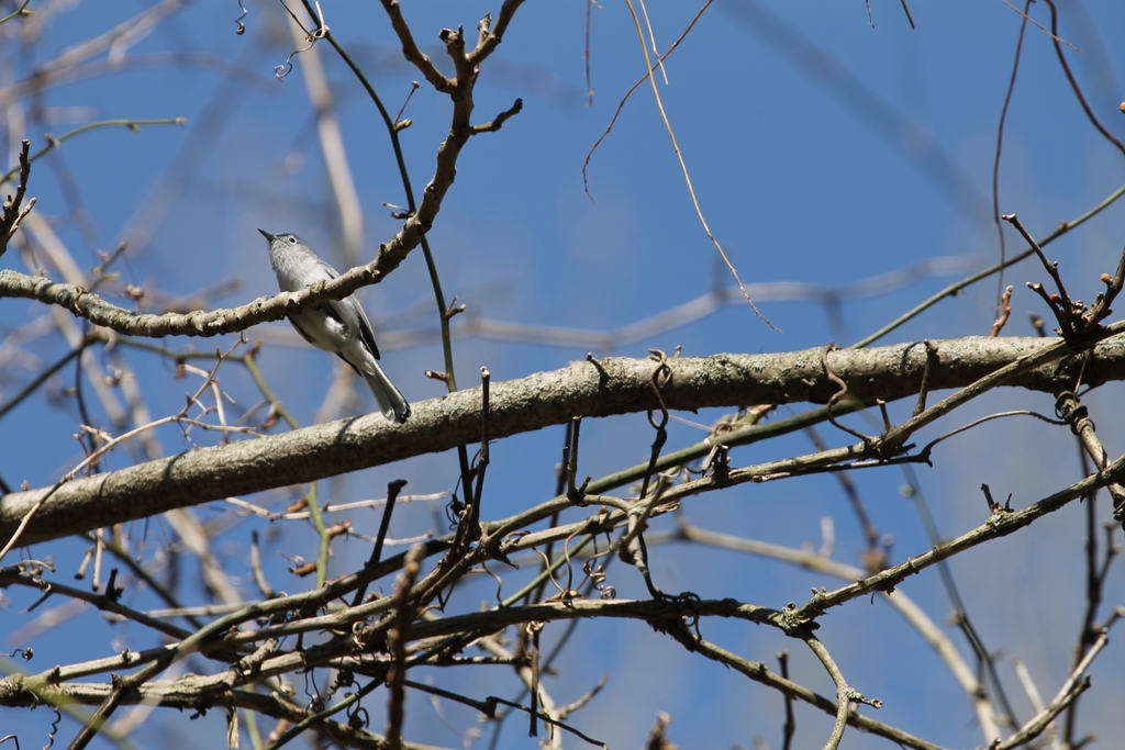 Blue Gray Gnatcatcher From Fox Island County Park On April 26 2020 At   Large 