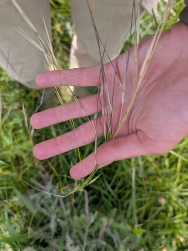 porcupine needlegrass
