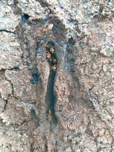 Clavate-legged Stingless Bee