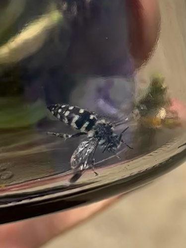 iNaturalist observation photo of California Digger-cuckoo Bee