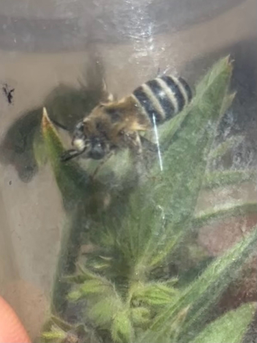 iNaturalist observation photo of Common Digger Bees