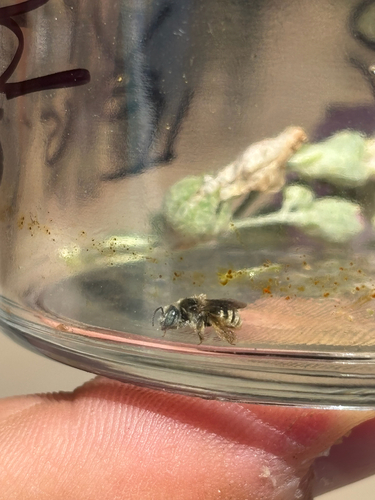 iNaturalist observation photo of Anthophorula