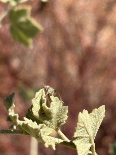 iNaturalist observation photo of Pentatomomorph Bugs
