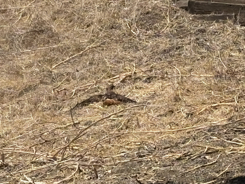 iNaturalist observation photo of Western Red-tailed Hawk