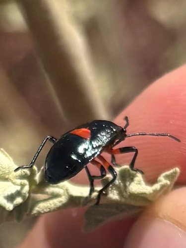 iNaturalist observation photo of California Bordered Plant Bug