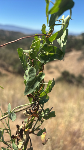 iNaturalist observation photo of Pacific False Bindweed
