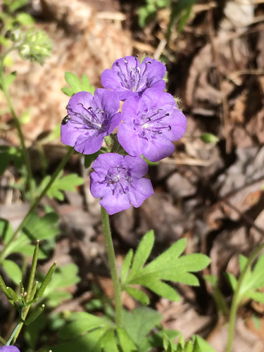 spotted phacelia (Phacelia maculata)