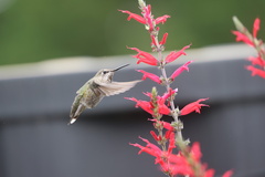 Anna's Hummingbird