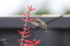 Anna's Hummingbird