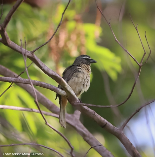 Cinnamon-bellied Saltator (Saltator grandis)