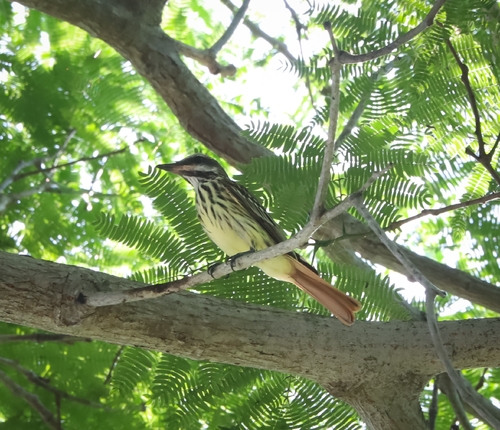 Sulphur-bellied Flycatcher (Myiodynastes luteiventris)