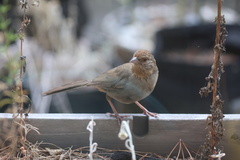 California Towhee
