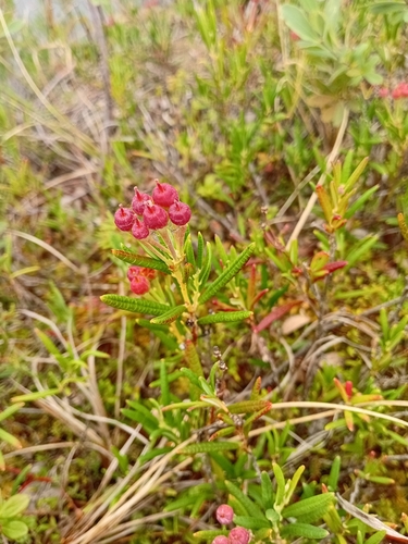 Wild Rosemary