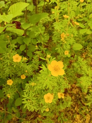 shrubby cinquefoil