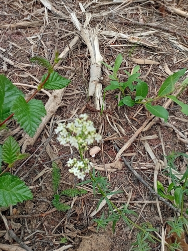 Northern Bedstraw