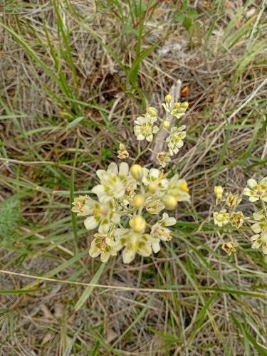 Mountain Deathcamas
