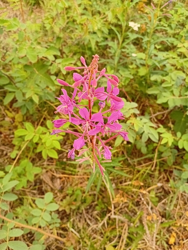 fireweed