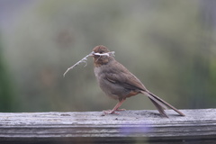 California Towhee
