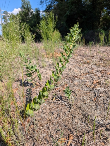 pineland milkweed