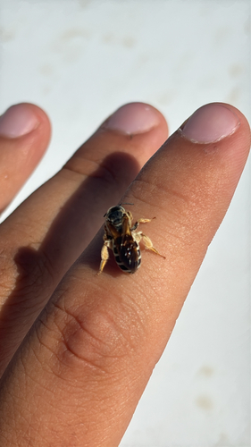 Parallel-striped Sweat Bee