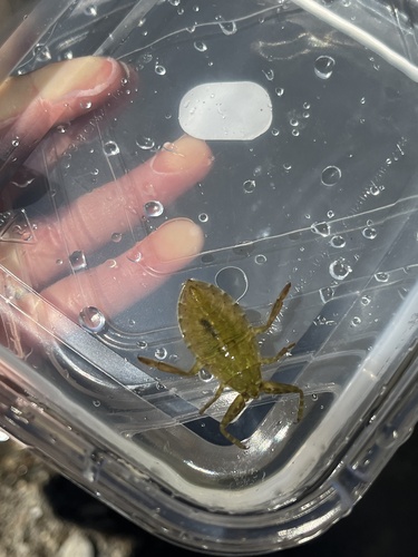 iNaturalist observation photo of American Giant Water Bug