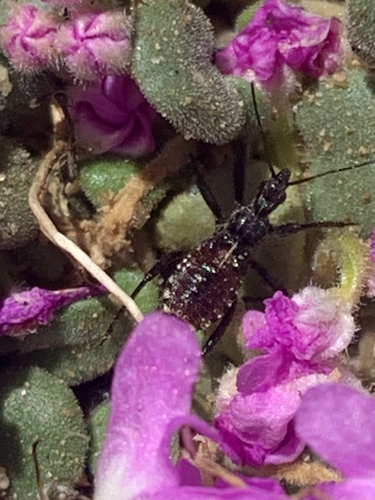 iNaturalist observation photo of Rhynocoris ventralis